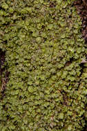 Image of dotted bristle fern