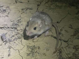 Image of San Joaquin pocket mouse