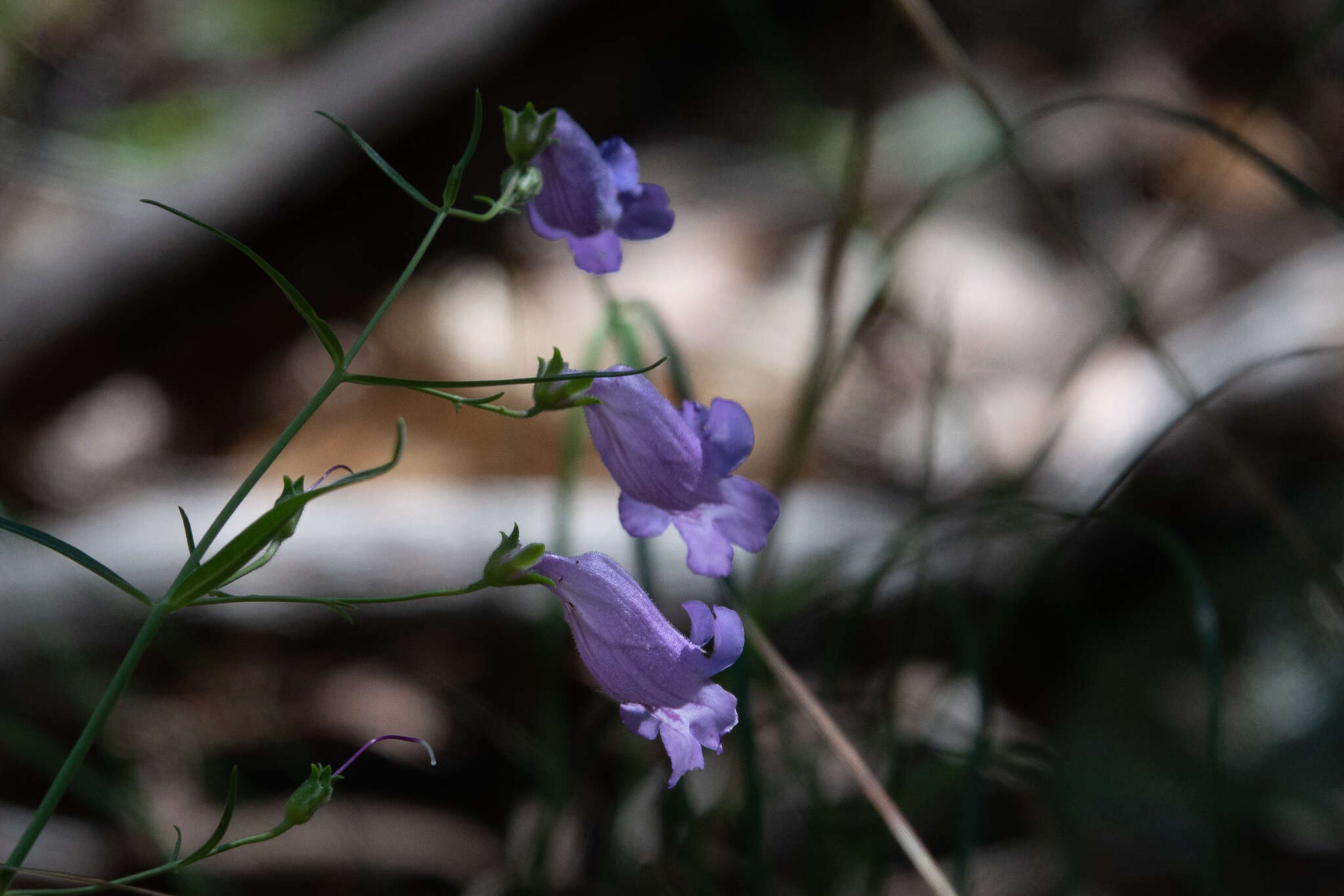 Image of Sonoran beardtongue