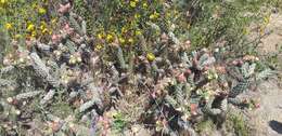 Image of California pricklypear