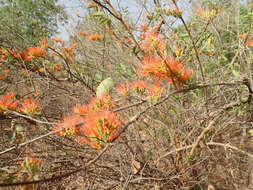 Image of fire vine