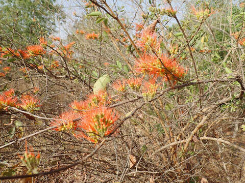 Image de Combretum paniculatum Vent.