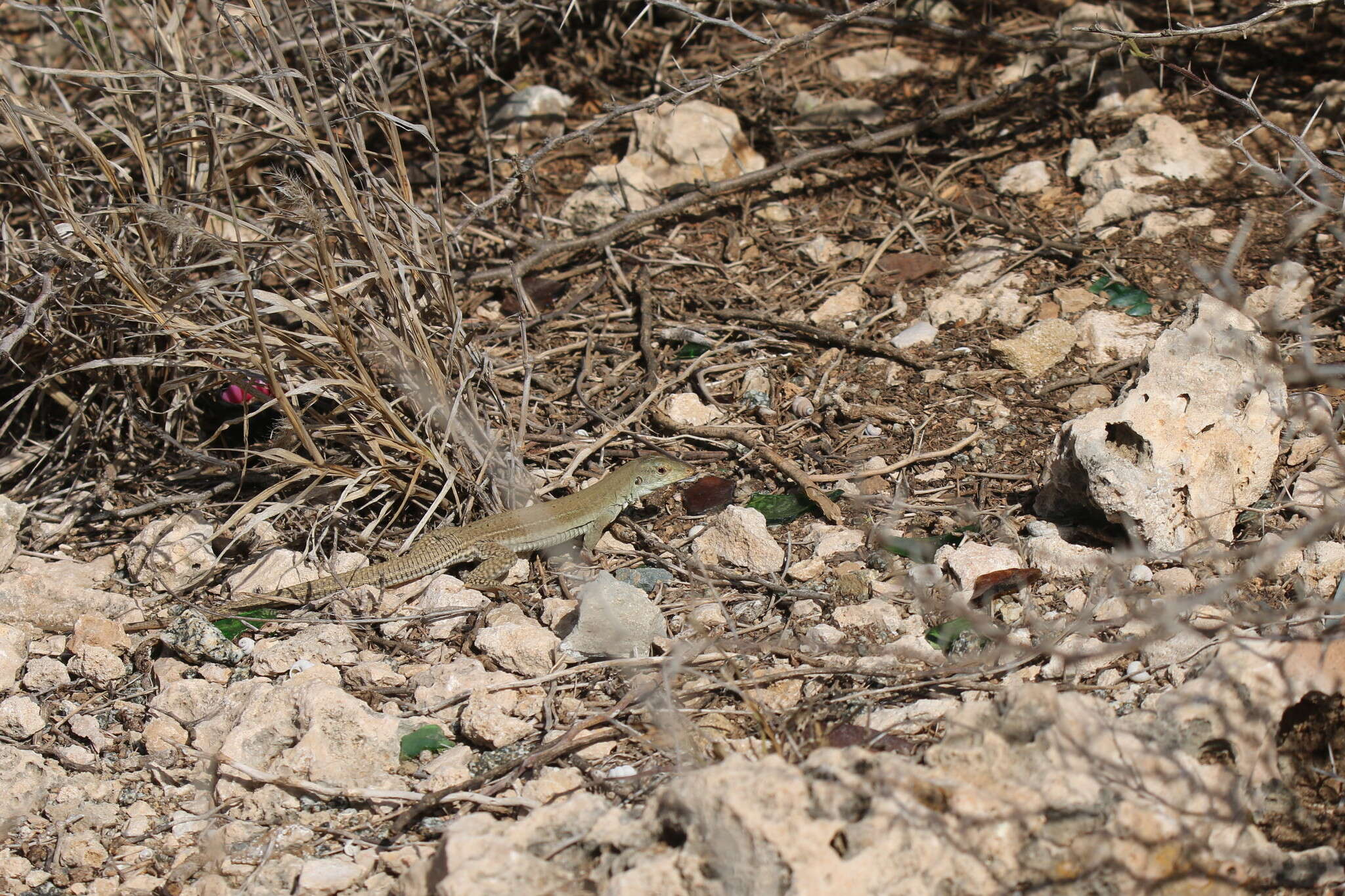 Image de Ameiva bifrontata Cope 1862