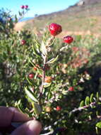 Image of <i>Phylica oleifolia</i>