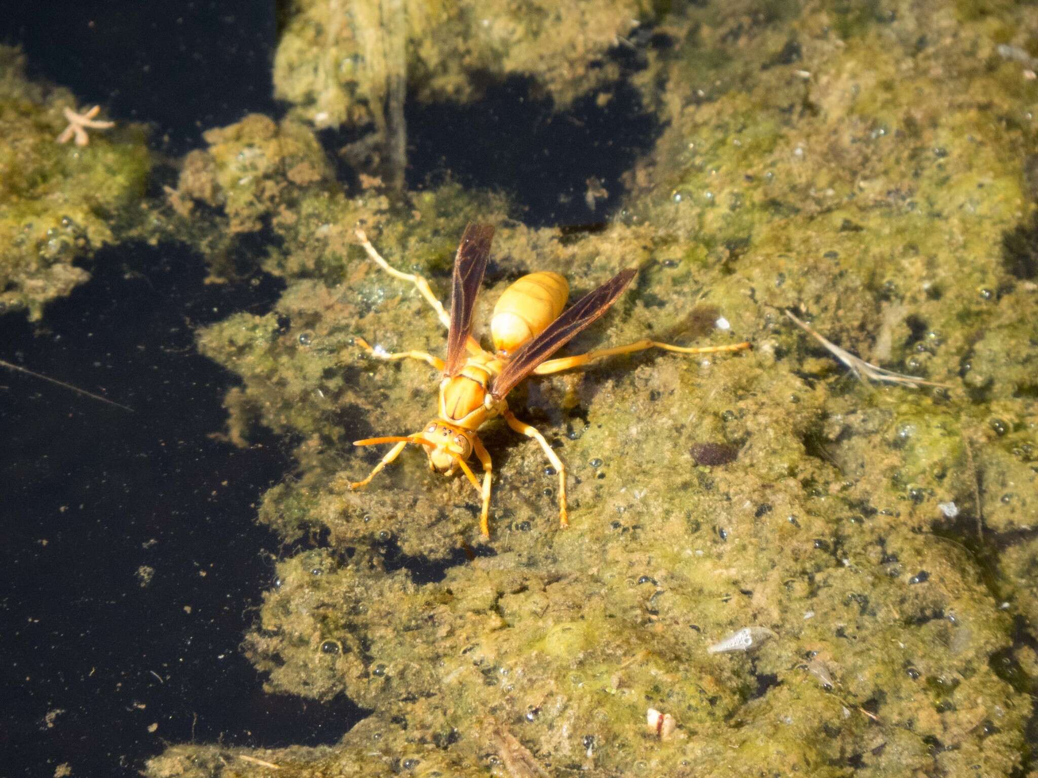 Слика од Polistes flavus Cresson 1868