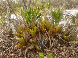 Catasetum gardneri Schltr.的圖片