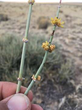 Image of Torrey Ephedra