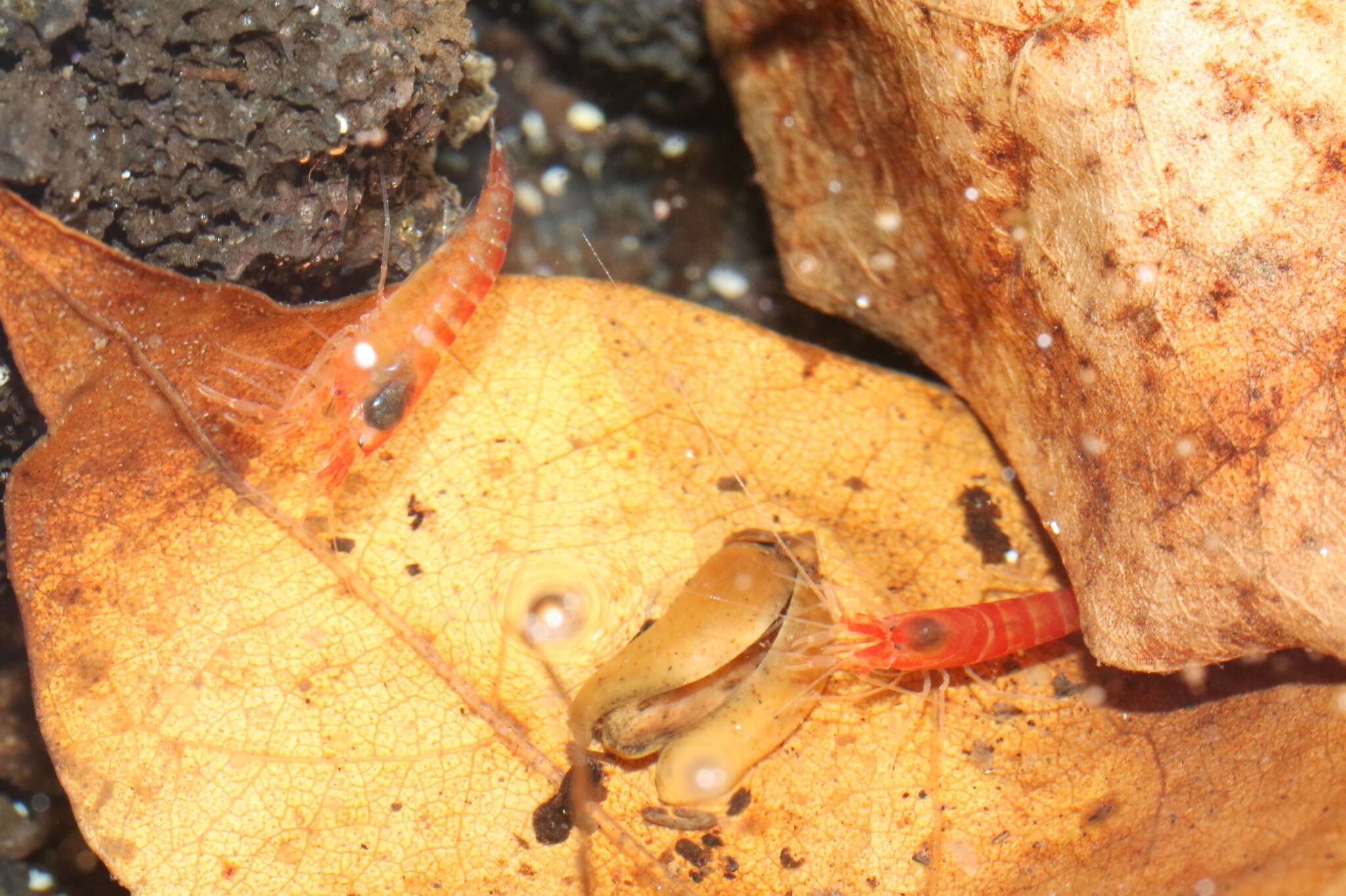 Image of Hawaiian red shrimp