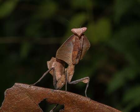 Imagem de Deroplatys truncata Guerin-Meneville 1843