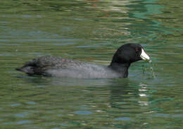 Image of Fulica Linnaeus 1758