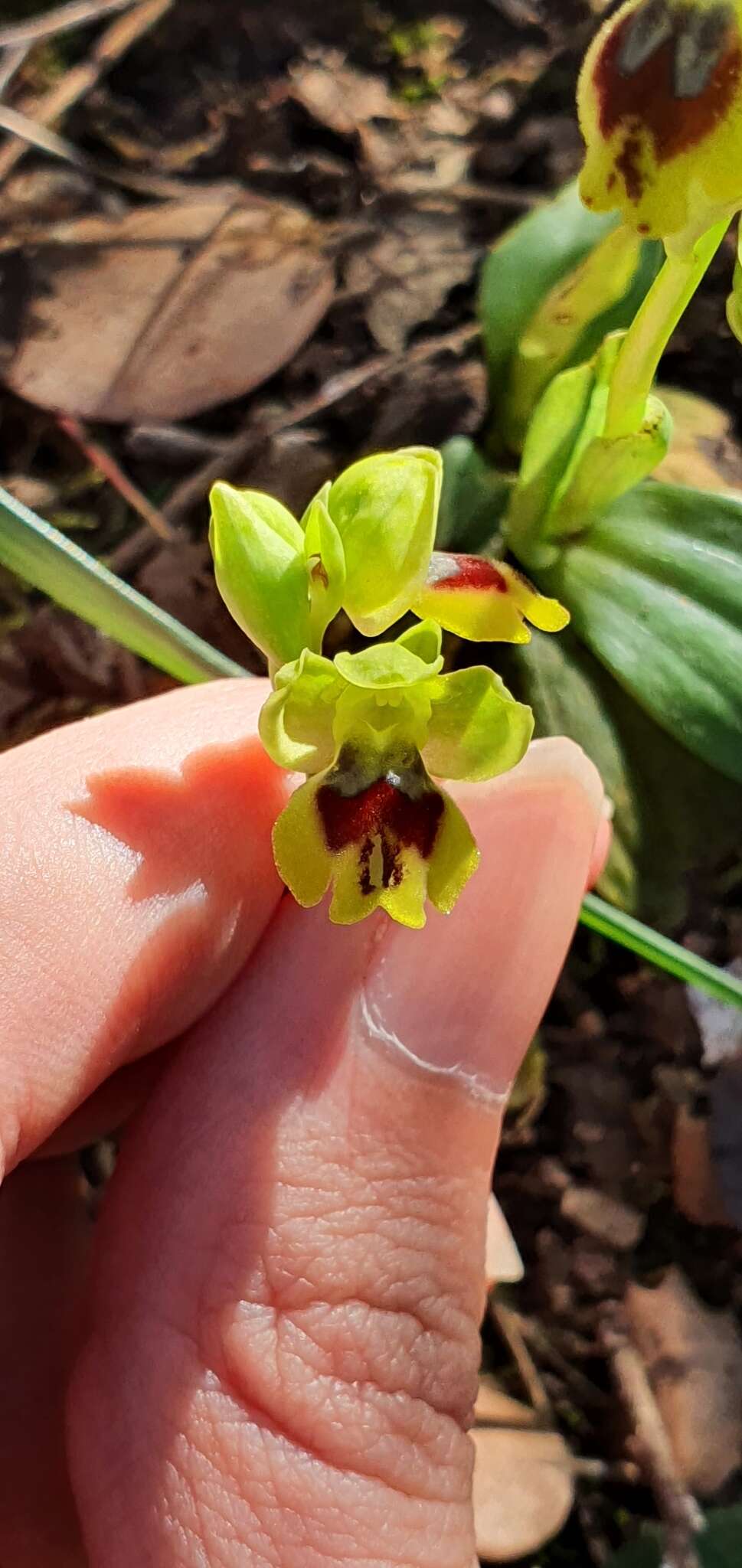 Image of Ophrys battandieri E. G. Camus