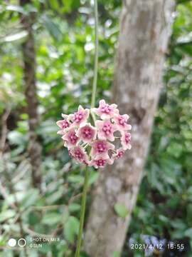 Image of Hoya diversifolia Bl.