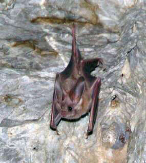 Image of California Leaf-nosed Bat