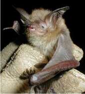 Image of Southwestern Myotis