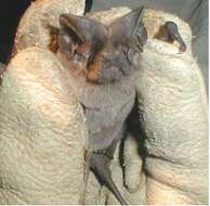 Image of Pocketed Free-tailed Bat