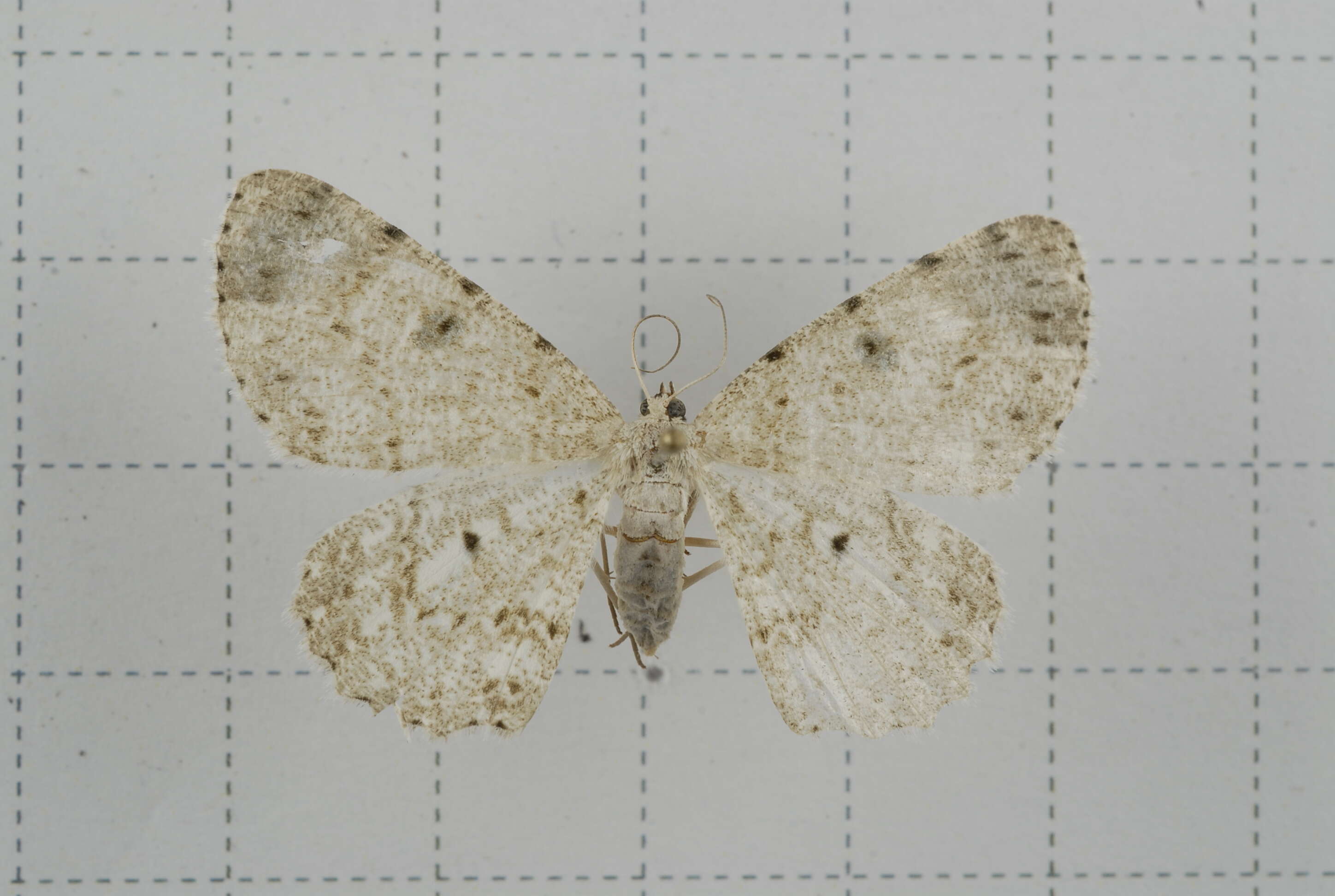 Image of Catoria sublavaria Guenée 1857