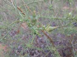 Image of Thesium celatum N. E. Br.