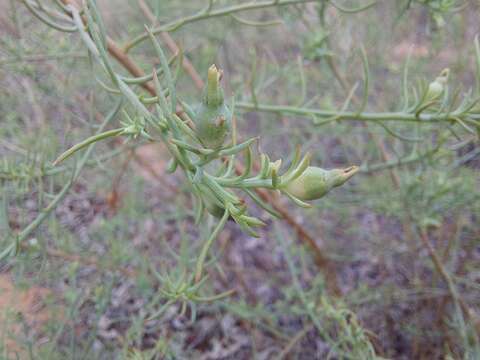 صورة Thesium celatum N. E. Br.