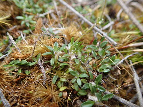 Слика од Actinotus novae-zelandiae (Petrie) Petrie