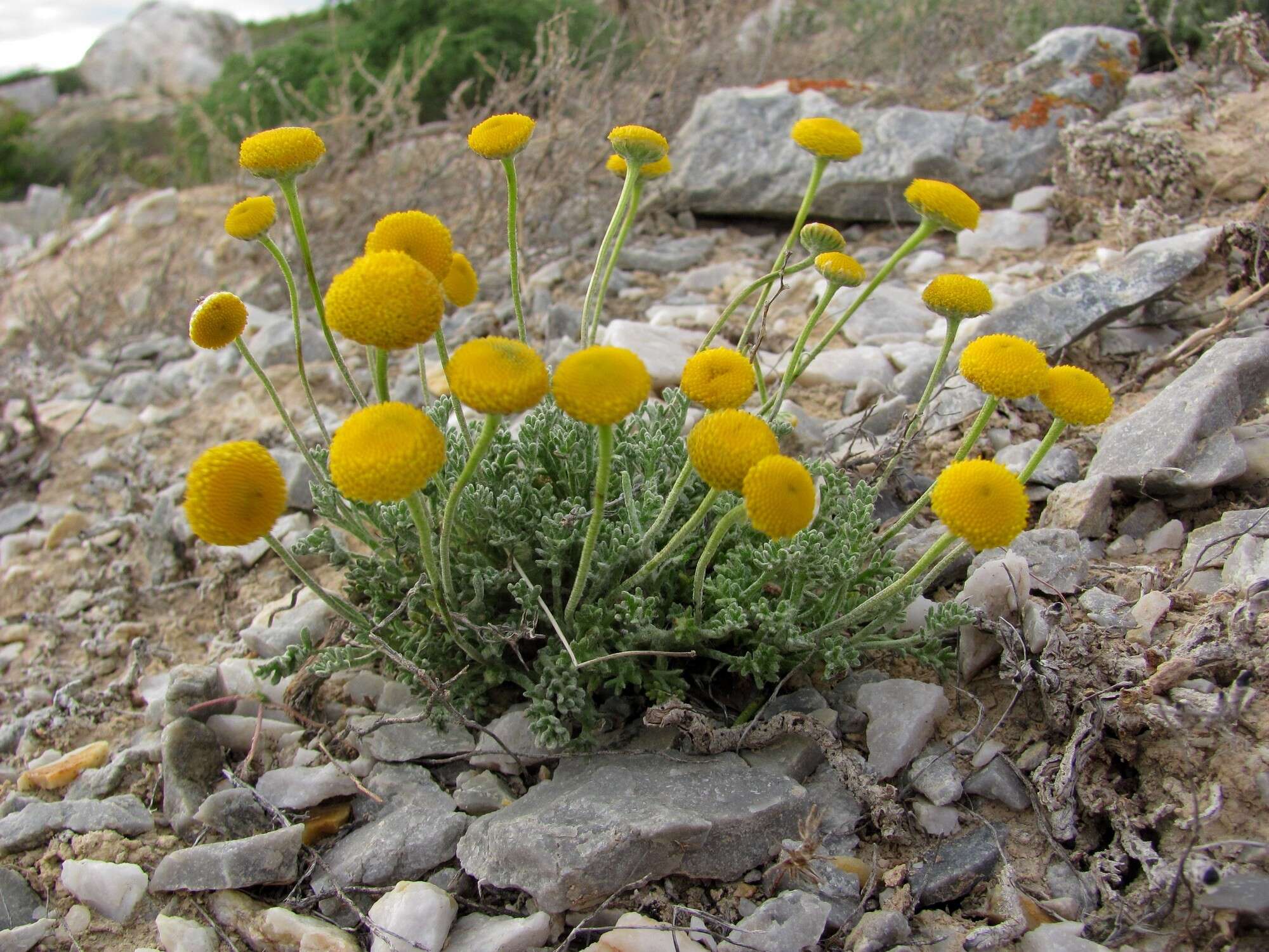 Слика од Cancrinia discoidea (Ledeb.) Poljakov ex Tzvel.