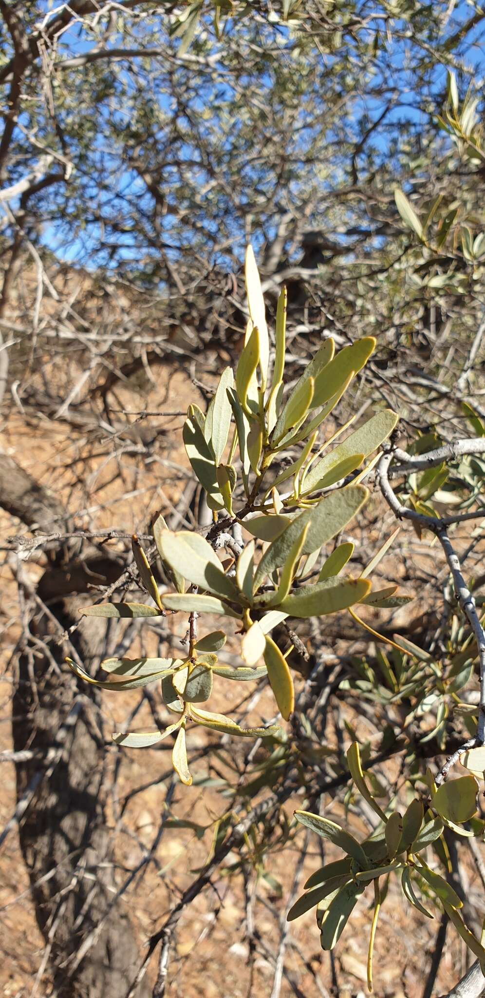 Image of Santalum spicatum (R. Br.) A. DC.