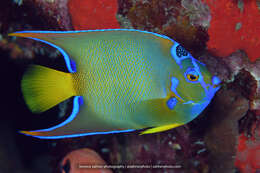 Image of Angelfish