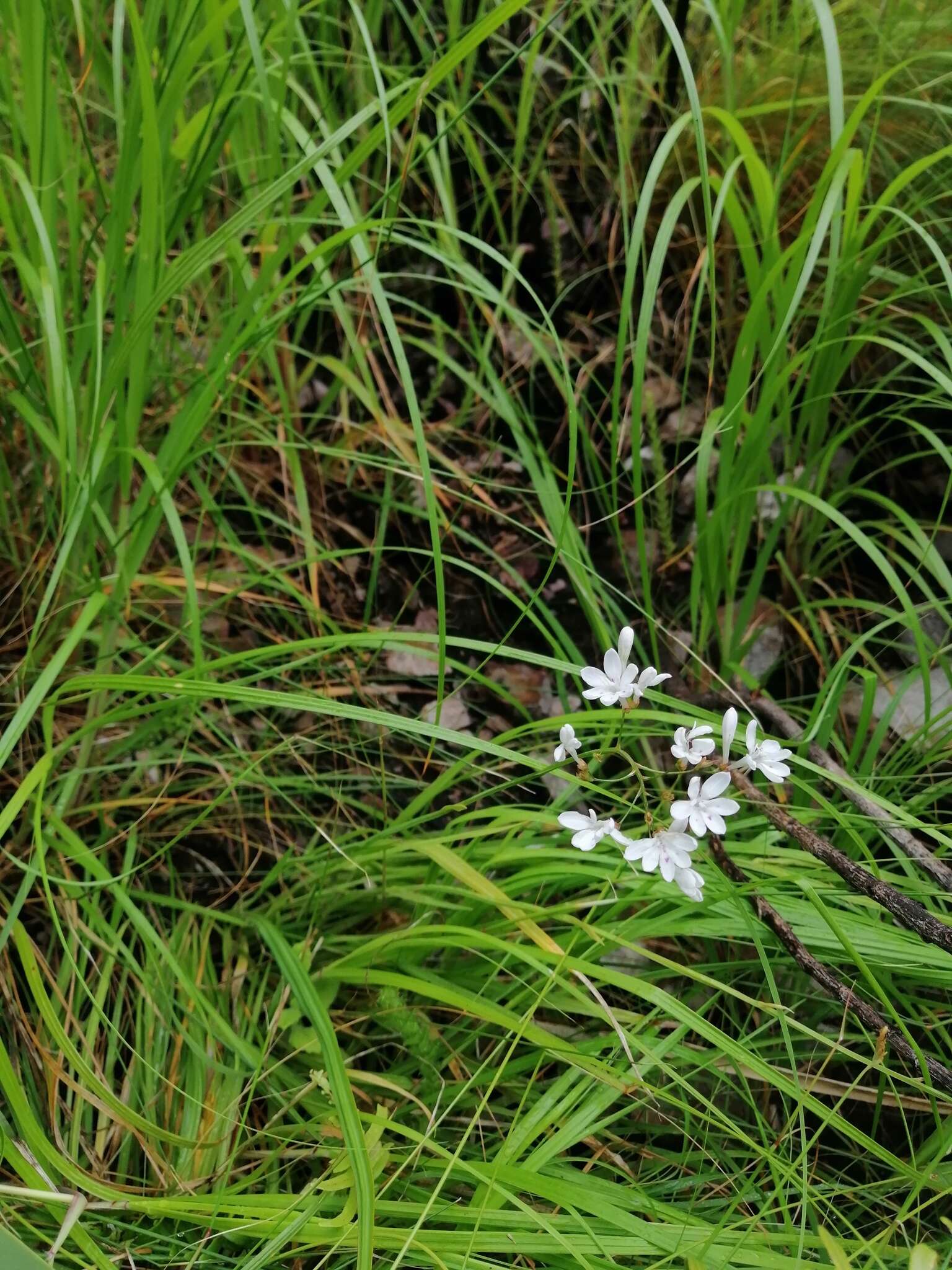 Image of Schizorhiza neglecta (Goldblatt) Goldblatt & J. C. Manning