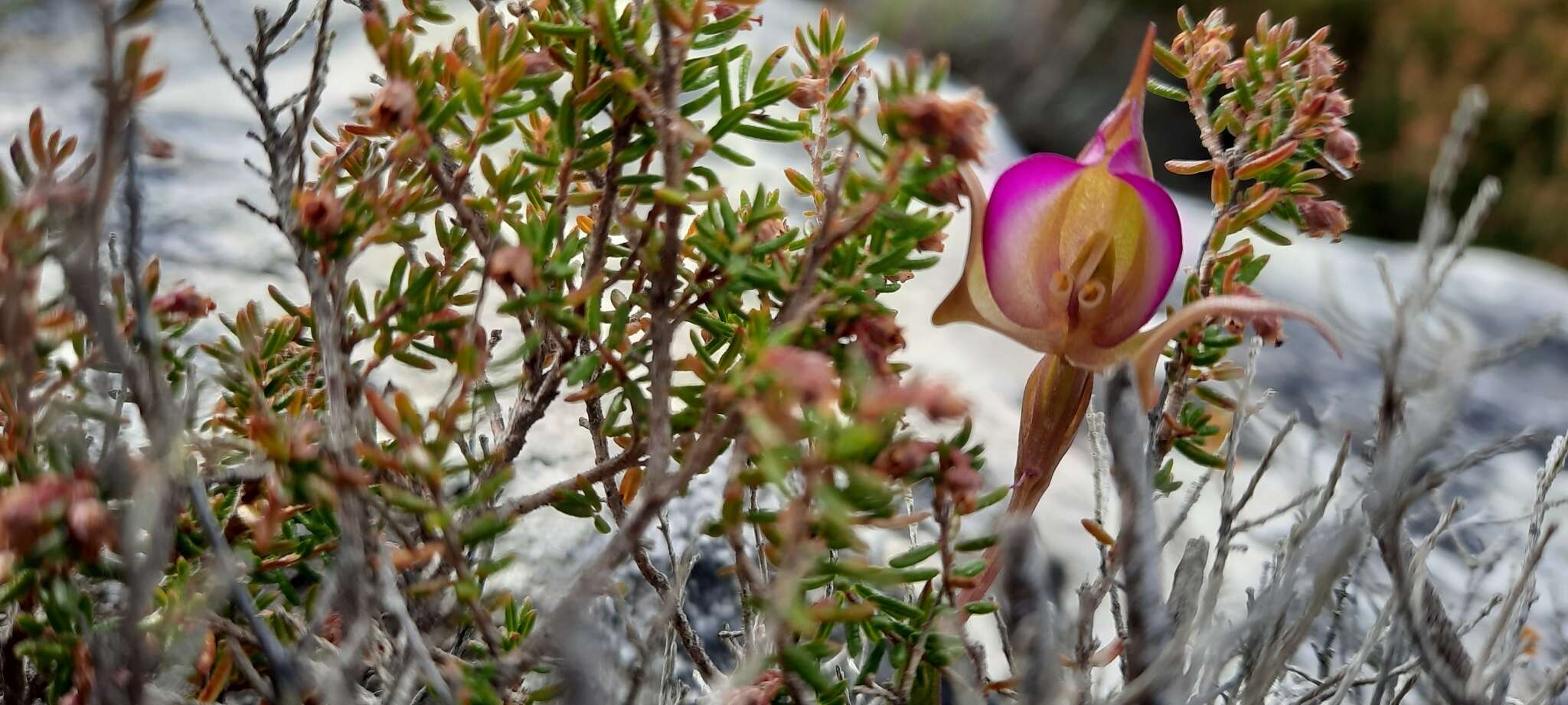 Image of Disperis capensis var. brevicaudata Rolfe