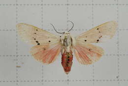 Image of Spilarctia subcarnea (Walker 1855)