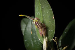 Image of Fly-carrying Restrepia