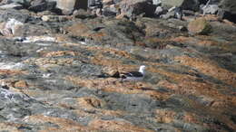 Image of Belcher's Gull