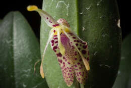 Image of Fly-carrying Restrepia