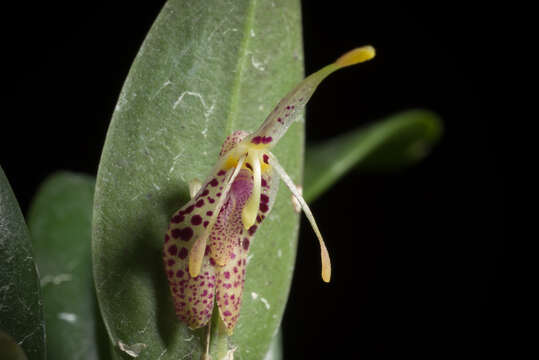 Image of Fly-carrying Restrepia