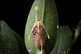 Image of Fly-carrying Restrepia