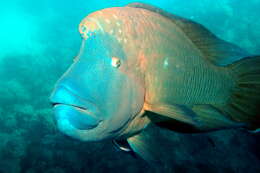 Image of Giant Wrasse