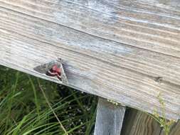 Image of Pink Underwing