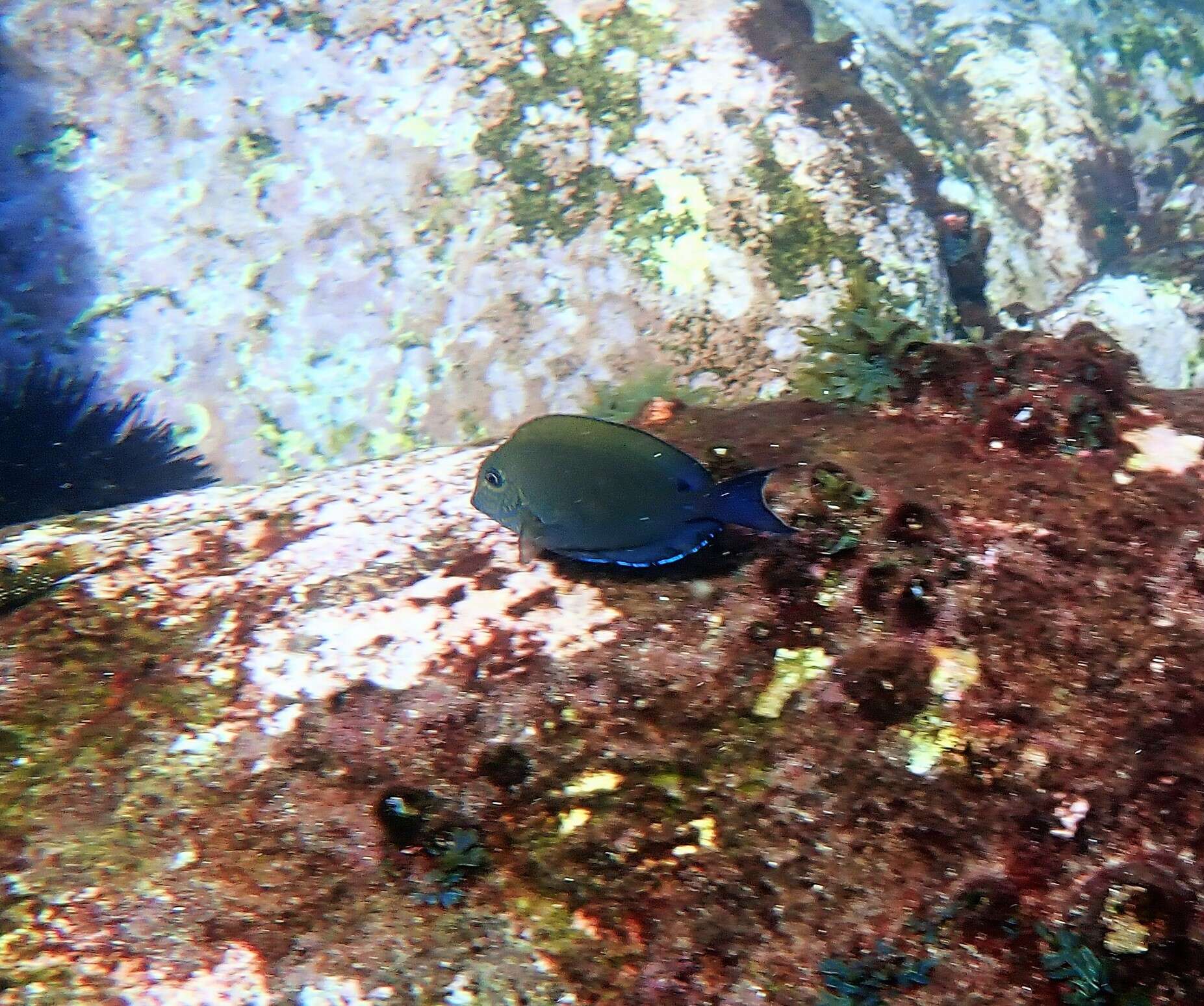 Image of Blackspot Surgeonfish