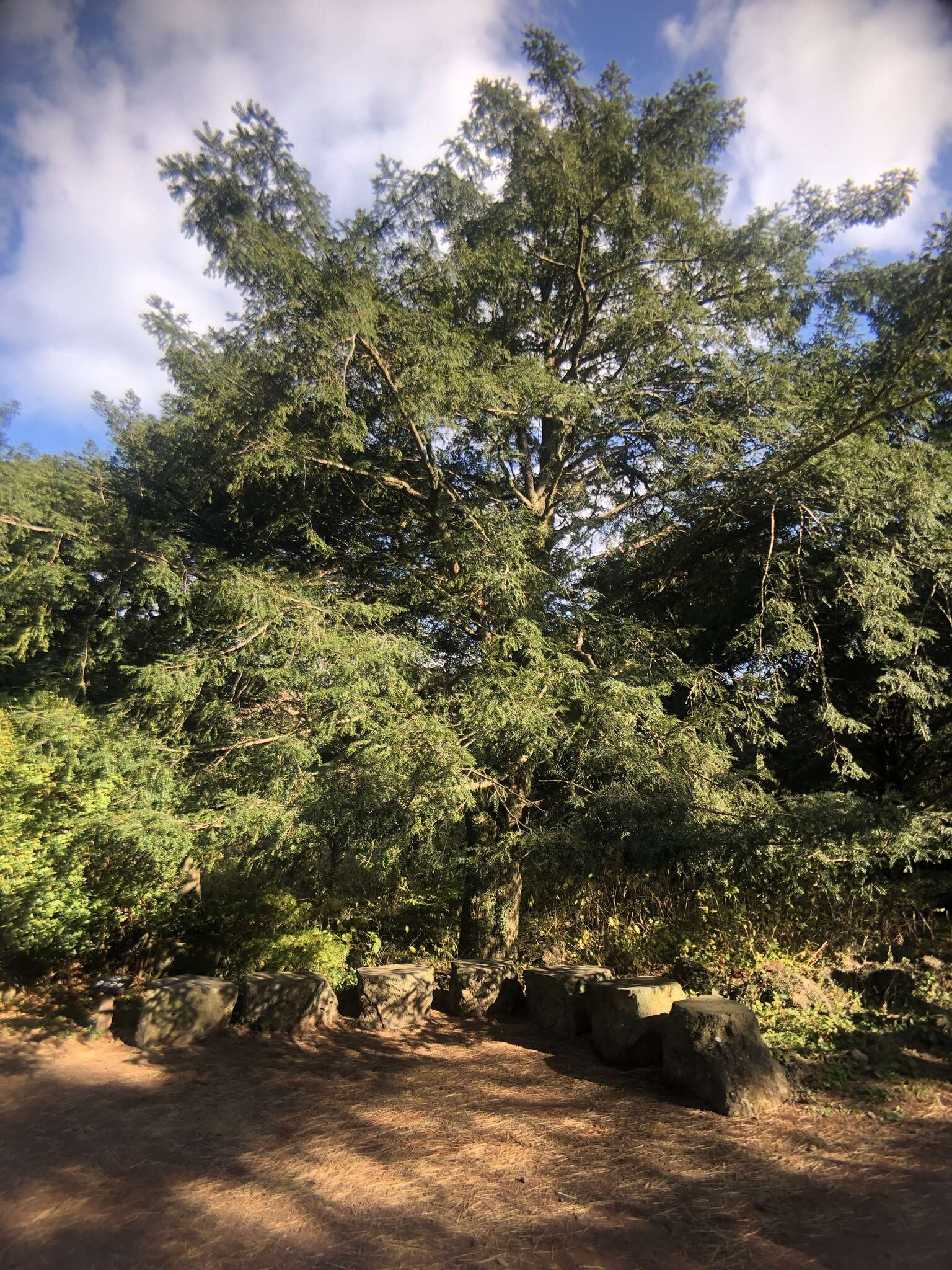 Image of Japanese Nutmeg Tree