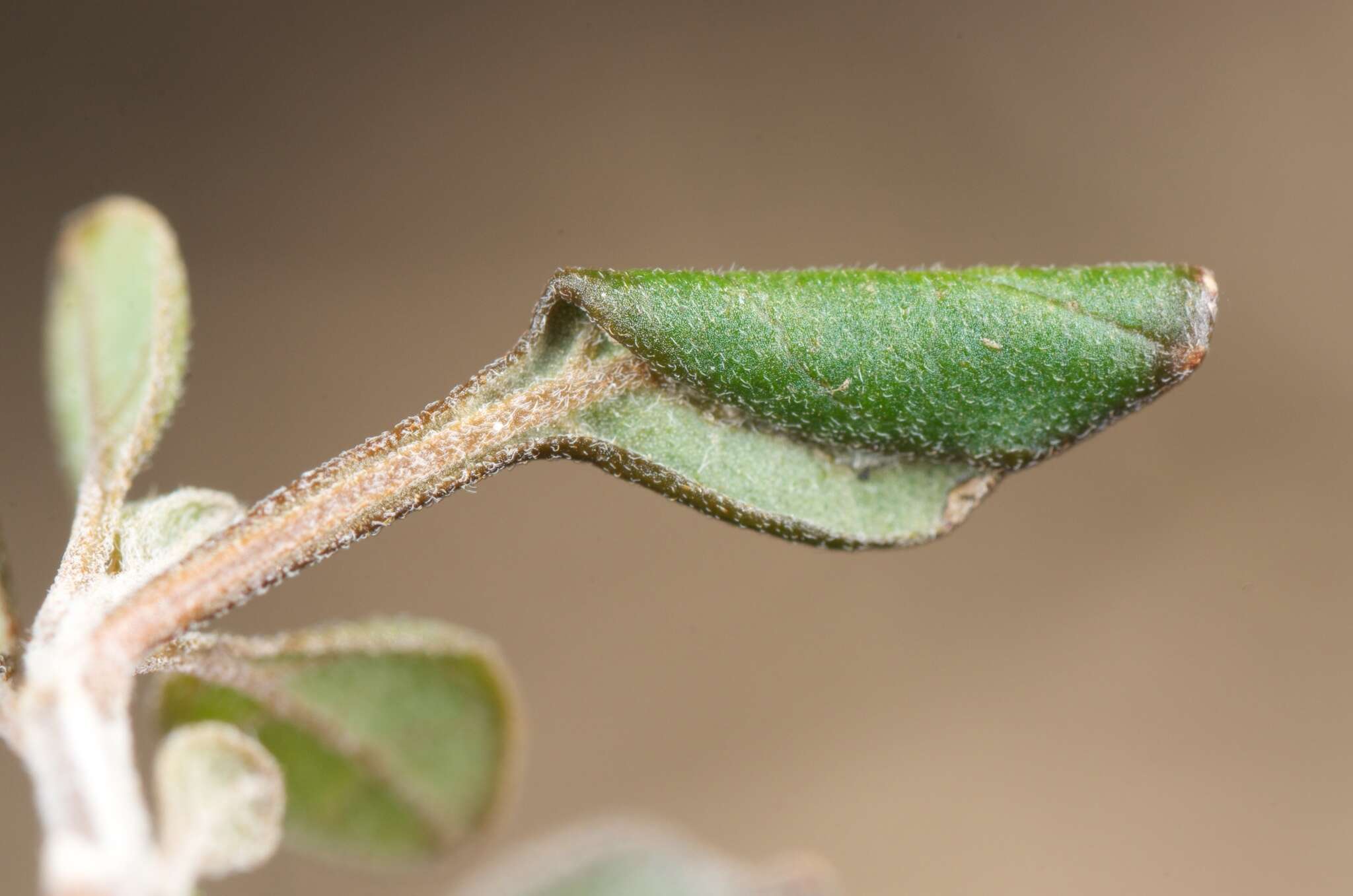 Imagem de <i>Sabulopteryx botanica</i>