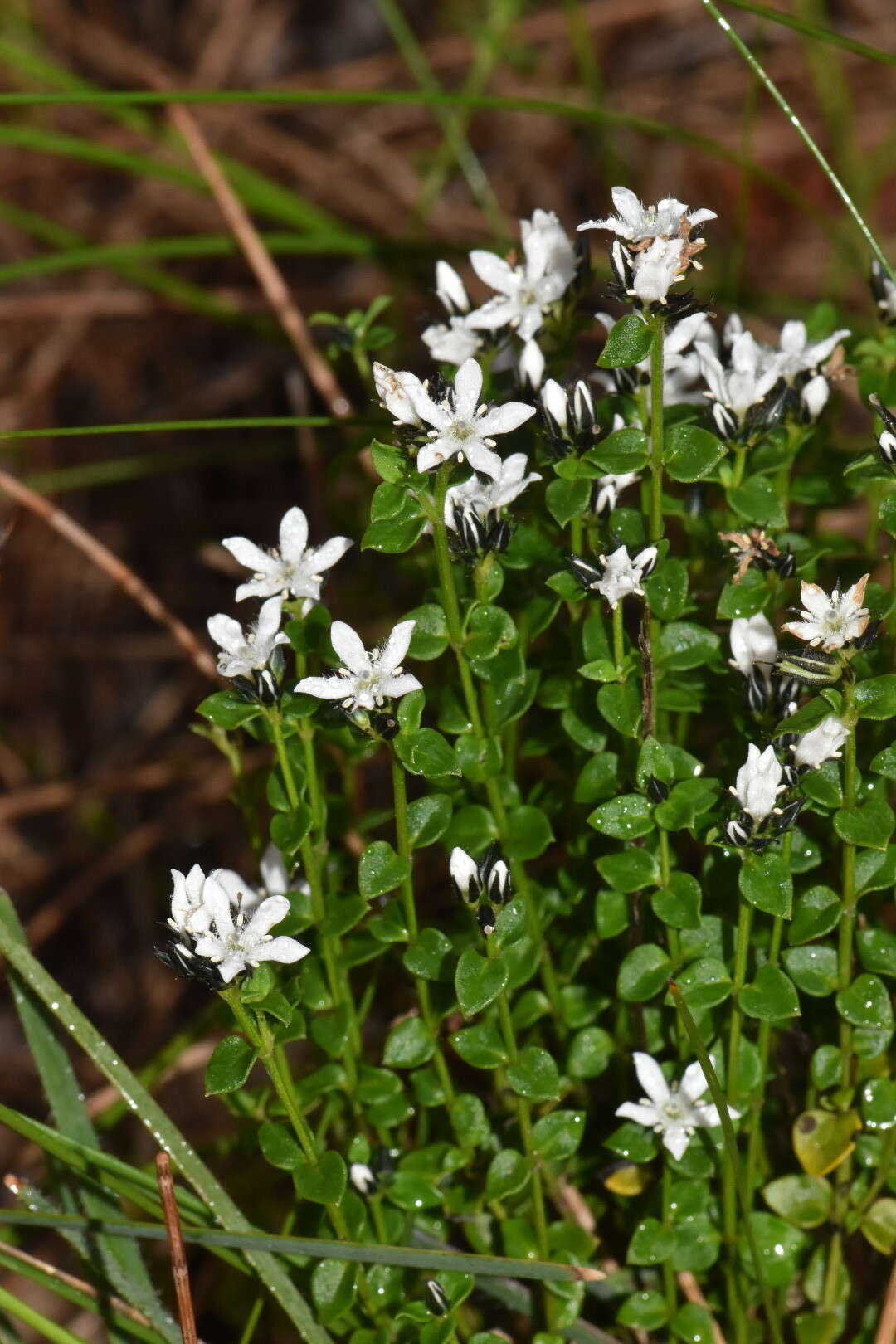 Image of Orianthera serpyllifolia (R. Br.) C. S. P. Foster & B. J. Conn