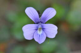 Image of Viola argenteria B. Moraldo & G. Forneris