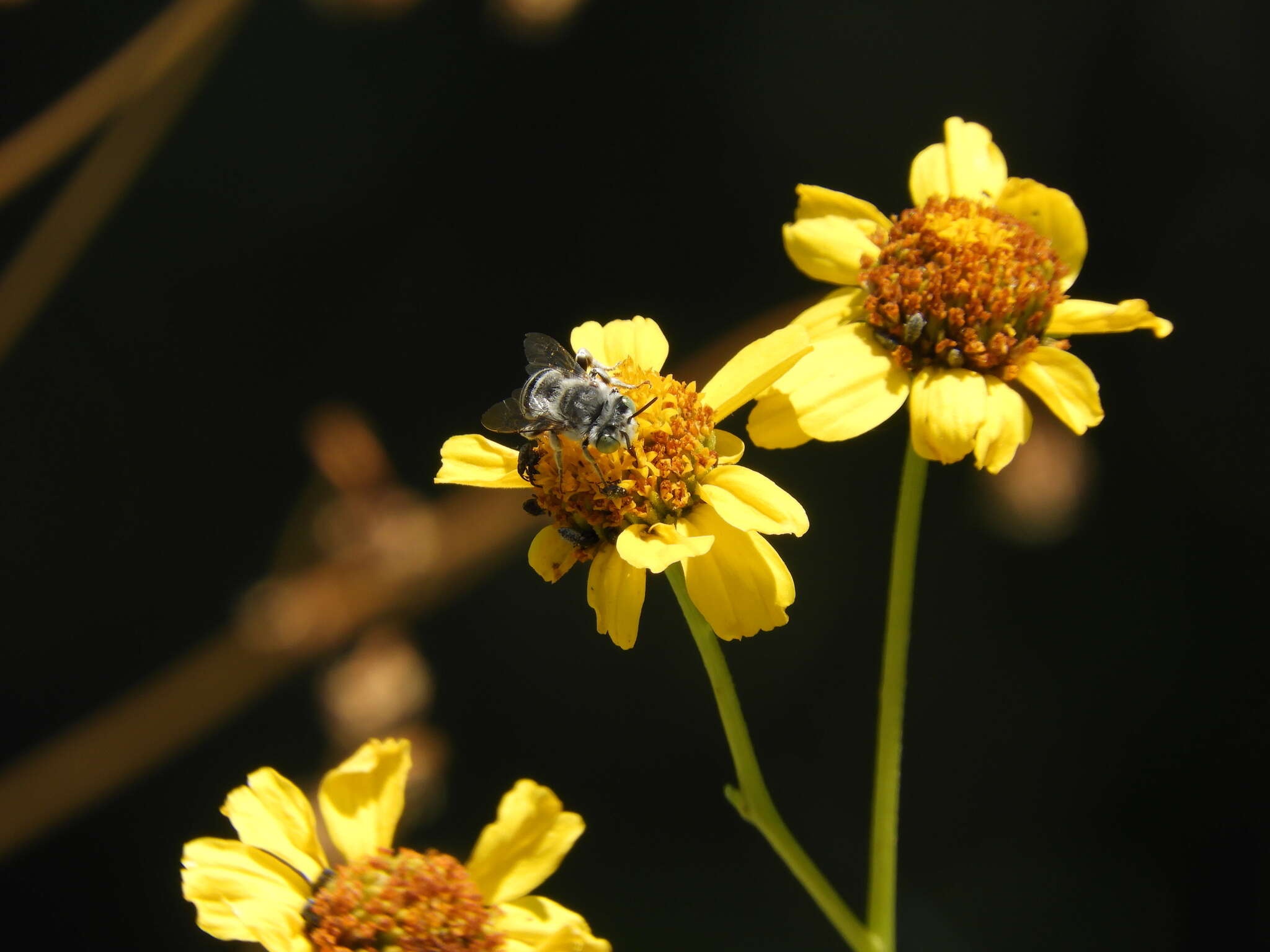 Image of Anthophora curta Provancher 1895