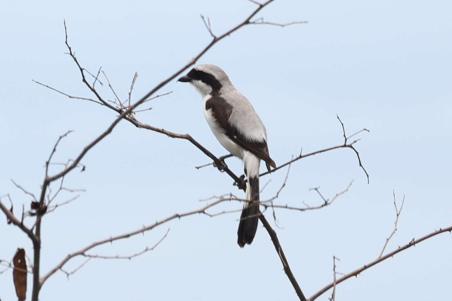 Слика од Lanius excubitoroides excubitoroides Prévost & Des Murs 1847