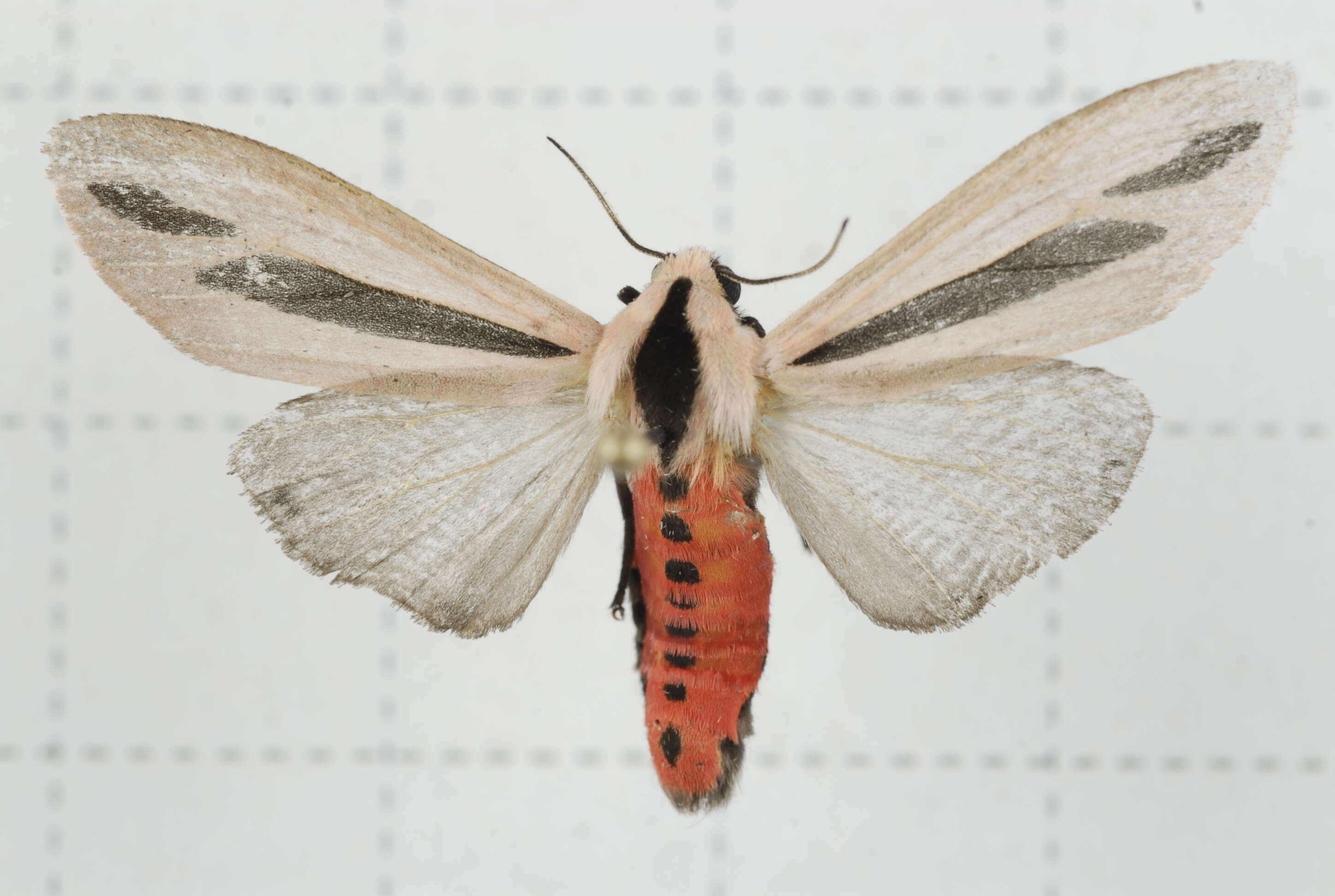 صورة Creatonotos gangis Linnaeus 1763