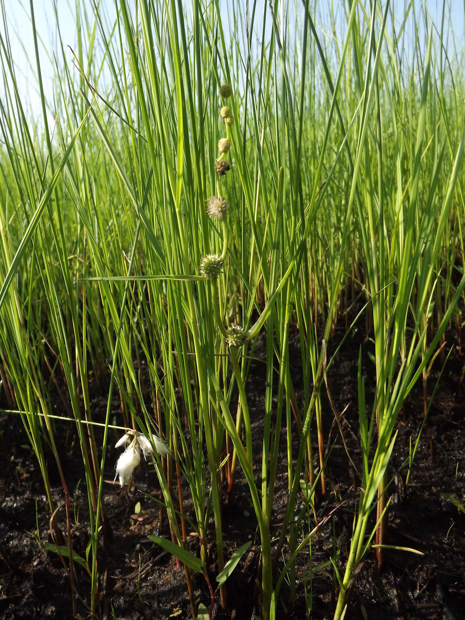 Imagem de Sparganium subglobosum Morong