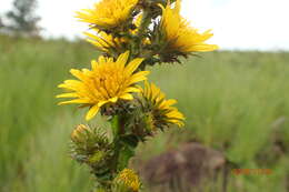 Image of Berkheya echinacea subsp. echinacea