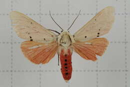 Image of Spilarctia subcarnea (Walker 1855)