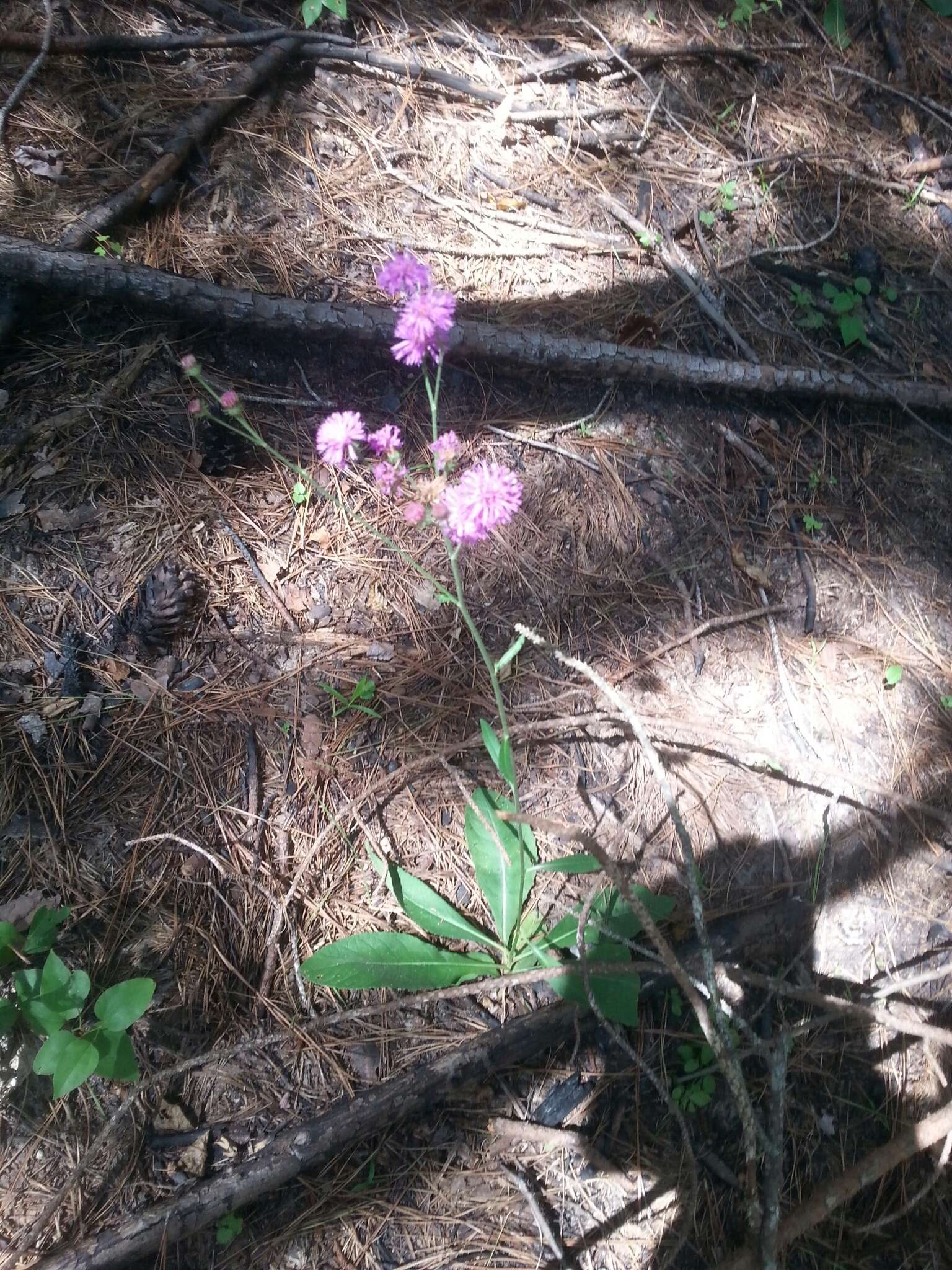 Image of stemless ironweed