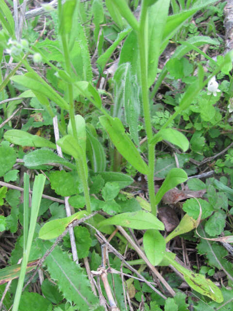 Imagem de Myosotis macrosperma Engelm.