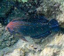 Image of Geoffroy's wrasse